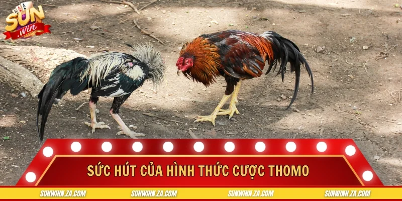 Sức hút của hình thức cược thomo